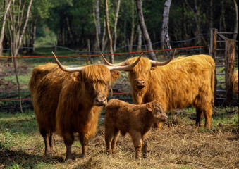 vache Highland, Marais Vernier, Eure, 27, Normandie