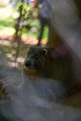 A rock hyrax perches on a moss-covered boulder amid leafy undergrowth, its dense fur and alert gaze...