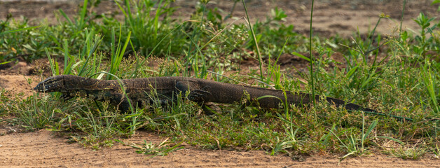 Varan du Nil, Varanus niloticus