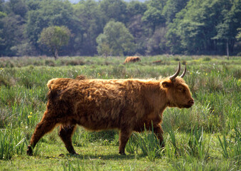 vache Highland, Marais Vernier, Eure, 27, Normandie