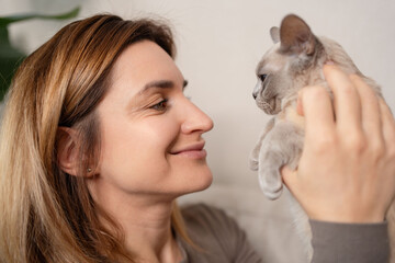 woman hands stroking the face of a Burmese cat close-up. The concept of love for pets.