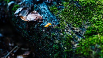 Two tiny yellow mushrooms on moss-covered dead wood