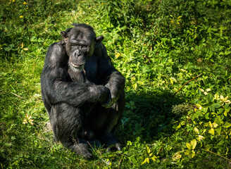 West African chimpanzee (Pan troglodytes verus) sitting in the grass and looking away. Blurred background.