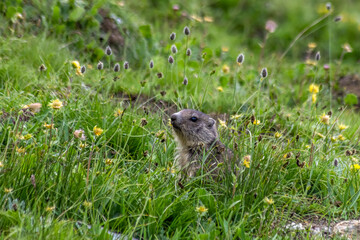 Marmotton en été dans les Alpes 