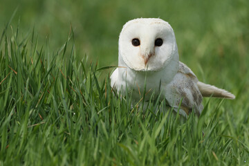 A portrait of a Barn Owl in a meadow
