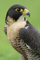 A Peregrine Falcon against a green background
