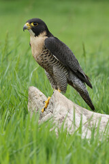 A Peregrine Falcon perched on a tree trunk
