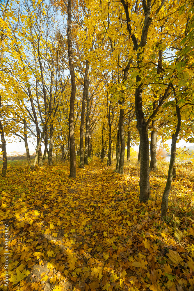 Poster autumn landscape of autumn leaves