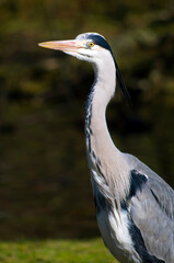 Ardea cinerea, the grey heron, close up of head
