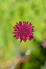 Macedonian scabious flower