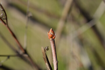 Lilac branch with bud