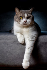White tabby cat looking something with blue rimlight background.scottish fold cat sitting on black background. Tabby cat on sofa in house. White cat in studio.Shot vertical technique.
