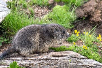 Marmotton en été dans les Alpes 