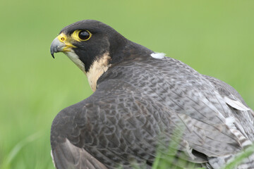 A Peregrine Falcon in a meadow protecting its kill
