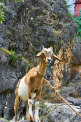 Goat on a rock with long horns hanging ears  