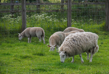 Obraz na płótnie Canvas Sheep grazing in a lush Scotland field near a border fence.