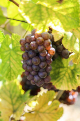 Pinot gris bunch