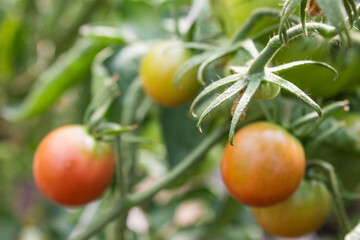A branch of tomatoes with fruits in close-up among green leaves in a greenhouse