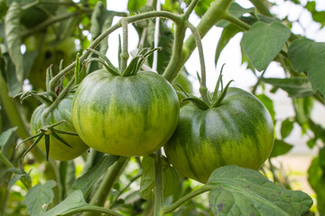 Green unripe tomatoes on a branch with leaves close-up in a greenhouse on a clear summer day and space for copying. Concept gardening