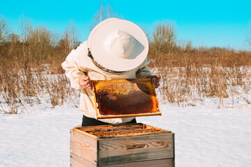 A beekeeper in a protective suit and gloves holds a honey frame with honeycombs and bees against the blue sky in winter. Wintering of bees. Pumping out fresh natural honey. Apiary nature. Beekeeping