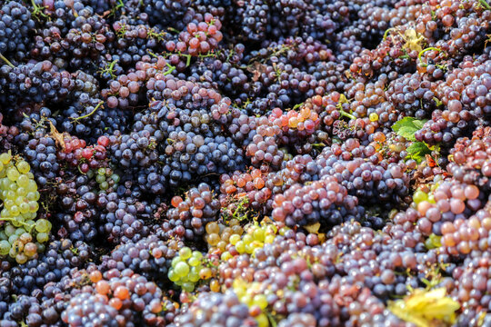 Harvested Pinot gris