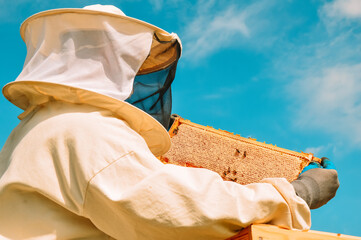 A beekeeper in a protective suit inspects a wooden hive with bees. Beekeeping. Eco apiary in...