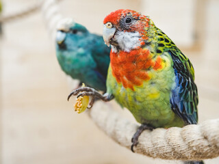 Bright, cute parrot sitting on a rope against the background of a white, wooden wall. Close-up, indoors. Studio photo. Day light. Concept of care, education and raising pets