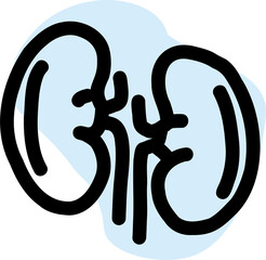 Human kidney anatomy.
