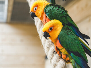 Bright, cute parrot sitting on a rope against the background of a white, wooden wall. Close-up, indoors. Studio photo. Day light. Concept of care, education and raising pets