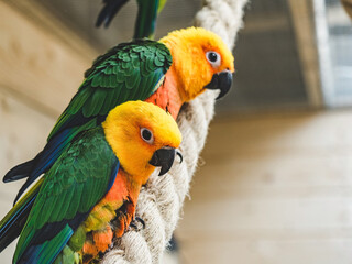 Bright, cute parrot sitting on a rope against the background of a white, wooden wall. Close-up, indoors. Studio photo. Day light. Concept of care, education and raising pets