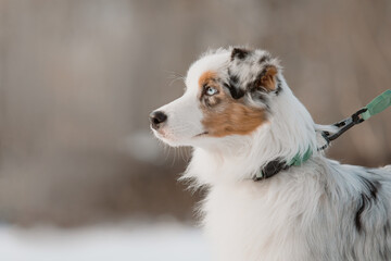 Australian Shepherd dog close up portrait. Dog in winter. Blue eyes dog