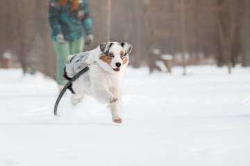 Australian Shepherd dog the snow. Dog on winter walk. Active pet. Running dog