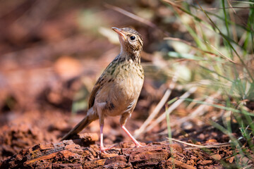 Hellmayr's Pipit (Anthus hellmayri)