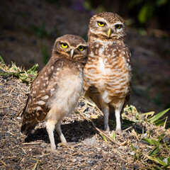 Burrowing owl (Athene cunicularia)