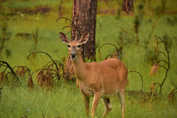 Deer Ruminating on Grasses in a Grove
