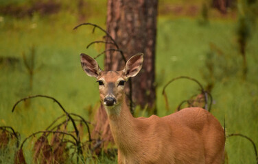 Lovely Look Into the Face of a Deer