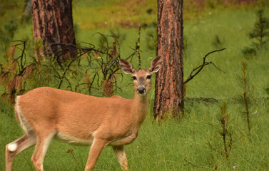 Stunning Look into the Face of a Deer
