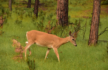 Deer Walking Through the Woodlands in South Dakota