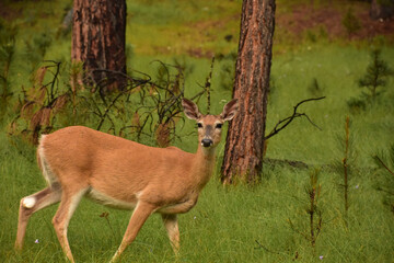 Beautiful Doe Standing in a Woodland Grove