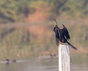 A Darter looking away