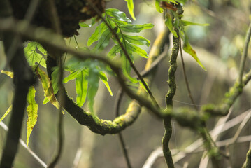 hojas verdes, verde, naturaleza, árbol, sucursal, primavera, hojas, fábrica, insecto, macro, brotar, animal, ramita, oruga, close-up, vida, fauna, flor, heterocera