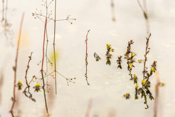 hierva de  agua, flor de  agua, reflejos, naturaleza, árbol, césped, fábrica, sucursal, primavera, blanco, flor, verde, de invierno, hojas, otoñal, flora, ciclos, sauce, catarro, cielo, verano, escarc
