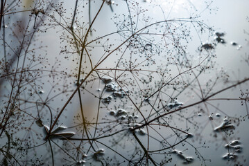 hierva de  agua, flor de  agua, tallo de  agua, árbol, de invierno, naturaleza, nieve, cielo, bosque, sucursal, catarro, blanco, ciclos, azul, árbol, paisaje, otoñal, sucursal, escarcha, primavera, fá