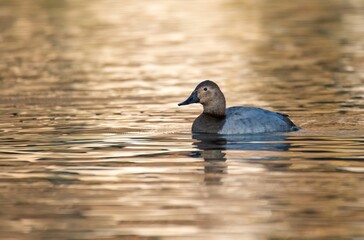 Canvasback duck in glowing in golden hour light in Southern California