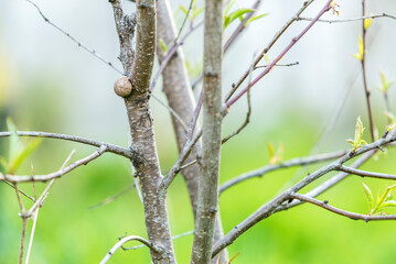 árbol, sucursal, naturaleza, sucursal, cielo, primavera, verde, de invierno, fábrica, madera, azul, hojas, bosque, ave, otoñal, ramita, árbol, verano, blanco, ciclos, sol, arbusto