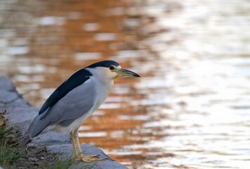 Black crowned heron foraging near a lake with reflecting Fall colors at sunset golden hour