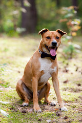 Dog © Pawe