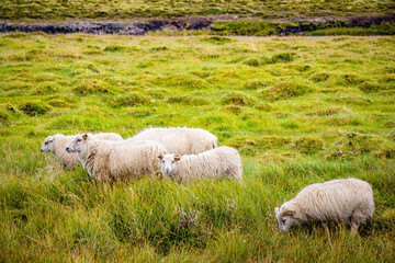 Naklejka premium Icelandic Sheep Grazing in green pastures grass near road and highway of Ringroad Circuit Iceland