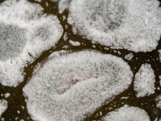 mold white mushrooms in cucumber pickle large close-up, dangerous to health