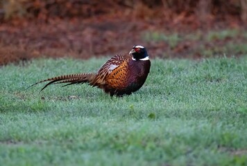 A ring necked Pheasant foraging on green grass at sunrise glowing in golden hour light